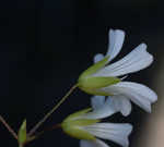 Pitcher's stitchwort